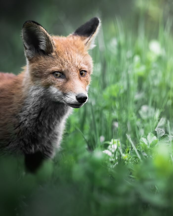 I Tried To Make My Way To Get To Red Foxes And I Finally Earned Their Trust To Photograph Them Up Close (30 Pics)