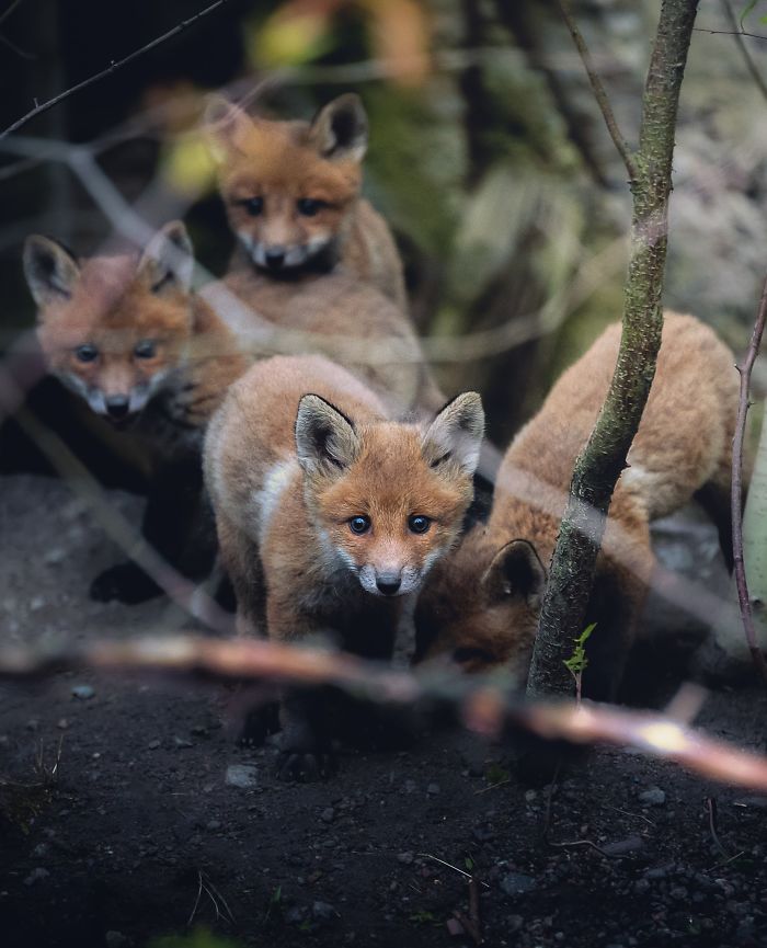I Tried To Make My Way To Get To Red Foxes And I Finally Earned Their Trust To Photograph Them Up Close (30 Pics)