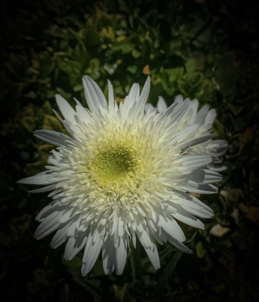 I Took Photos Of Flowers Just For Fun On My iPhone (14 Pics)