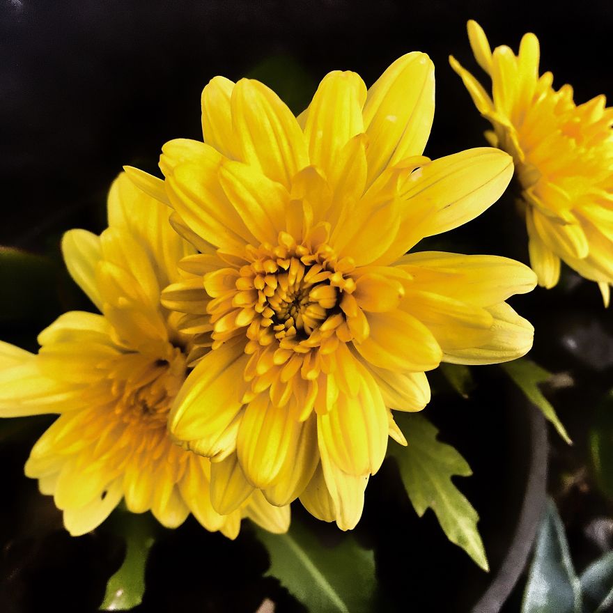 I Took Photos Of Flowers Just For Fun On My iPhone (14 Pics)