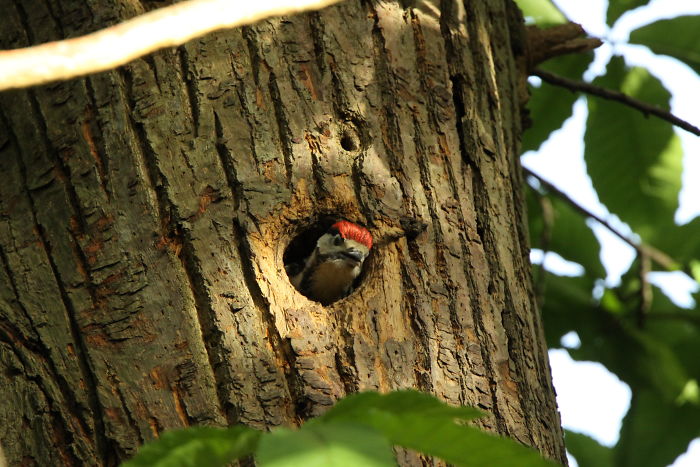 Baby Spotted Woodpecker Waiting For Dinner.