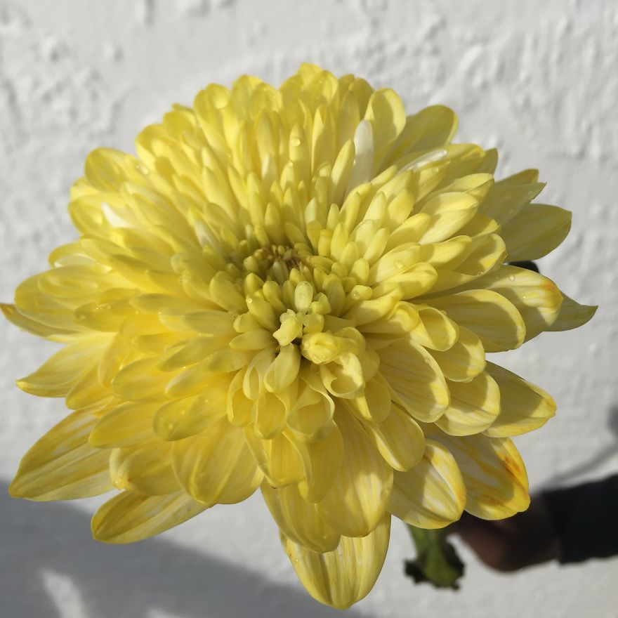 I Took Photos Of Flowers Just For Fun On My iPhone (14 Pics)