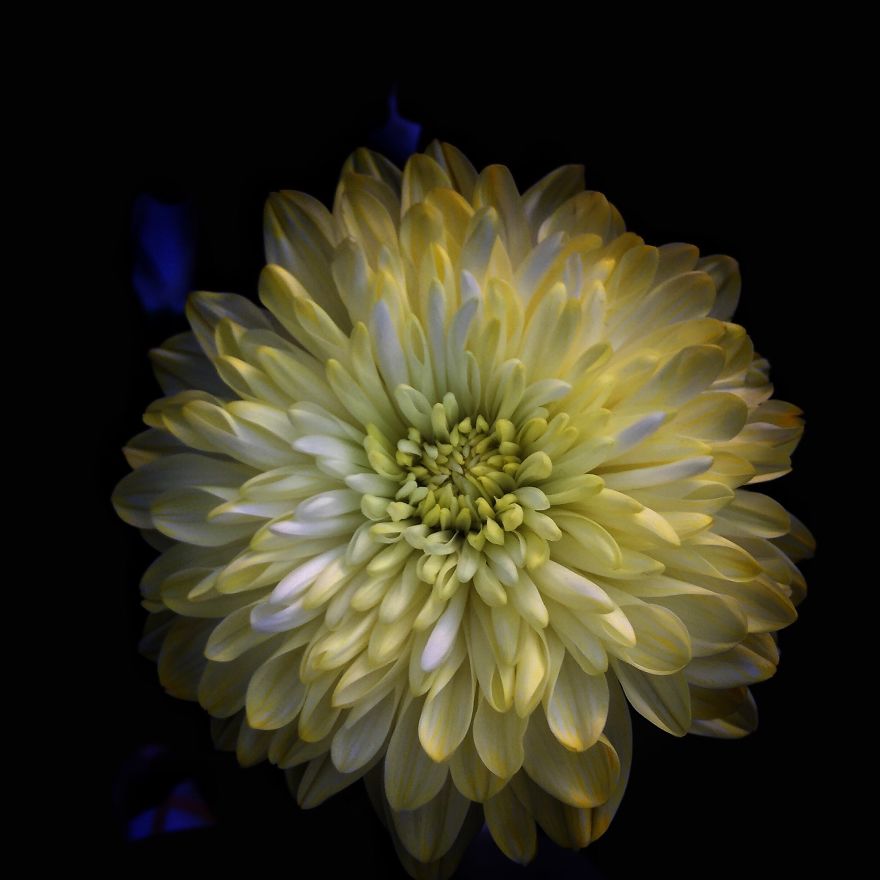 I Took Photos Of Flowers Just For Fun On My iPhone (14 Pics)