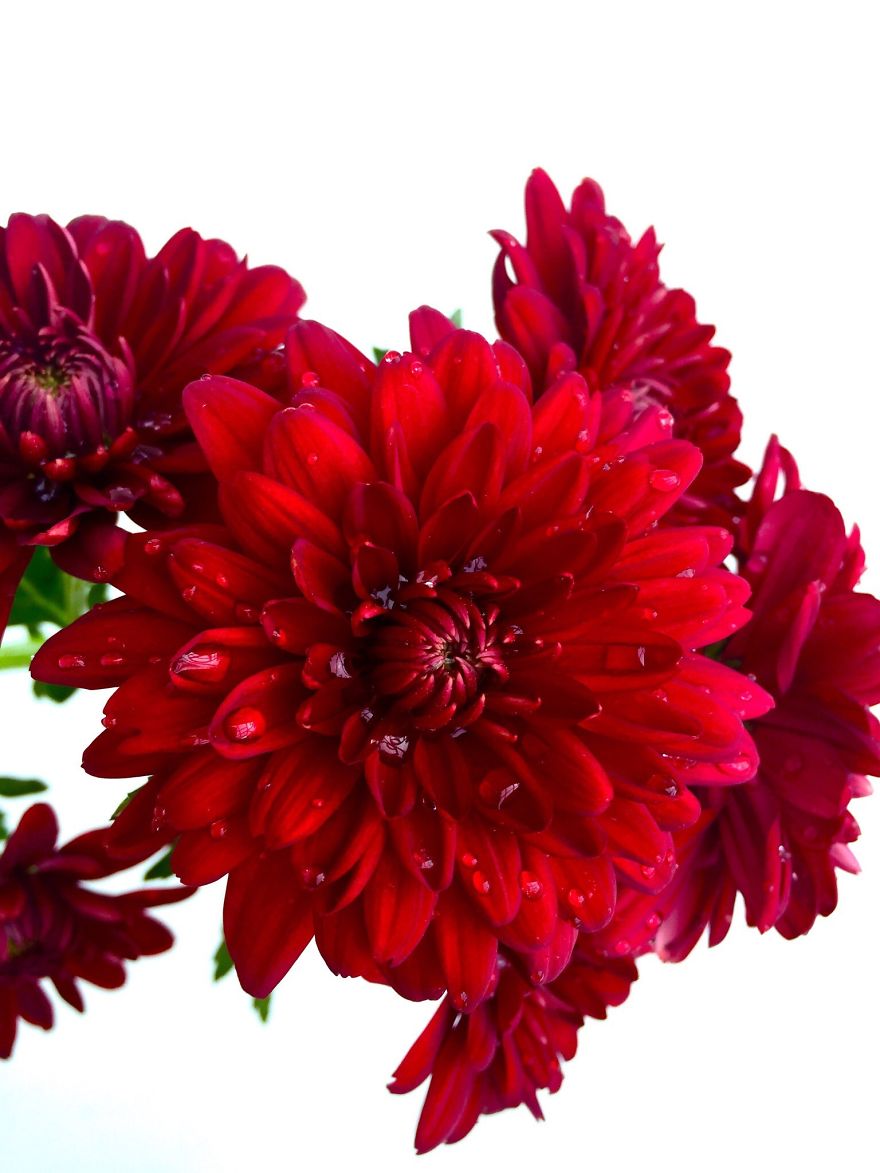 I Took Photos Of Flowers Just For Fun On My iPhone (14 Pics)