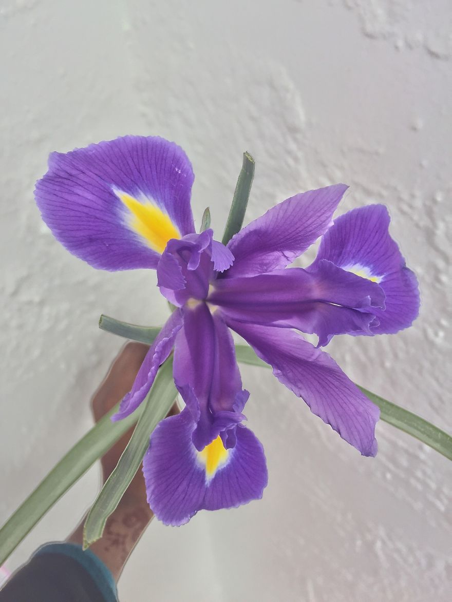 I Took Photos Of Flowers Just For Fun On My iPhone (14 Pics)