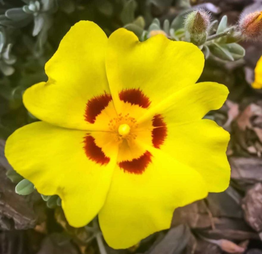 I Took Photos Of Flowers Just For Fun On My iPhone (14 Pics)