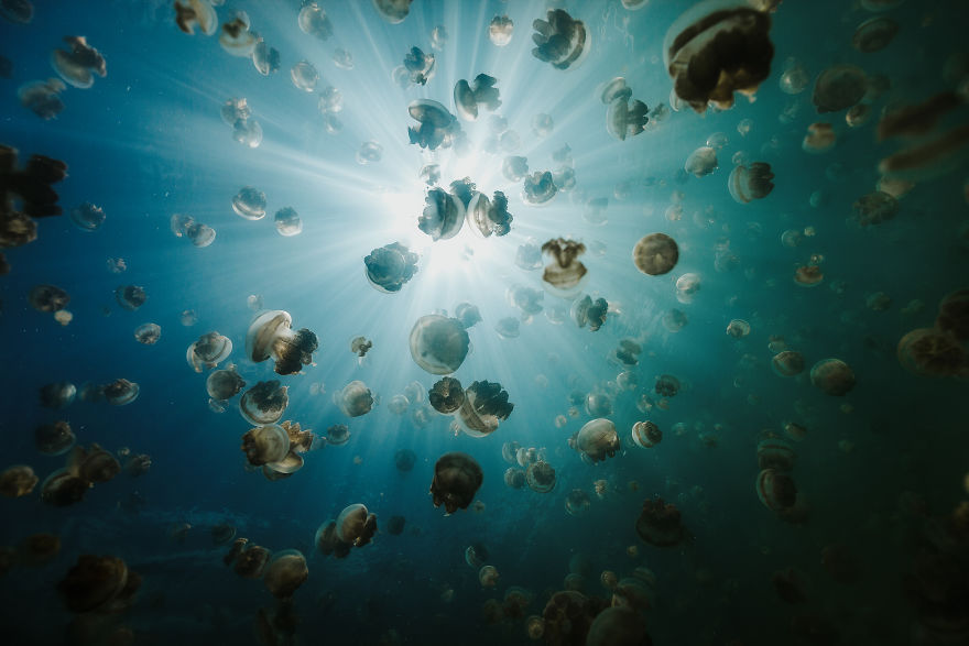 Swimming With Jellyfish In Indonesia's Rare Marine Lakes