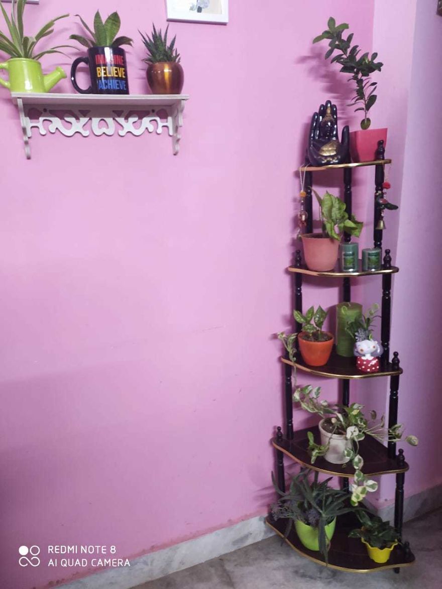 Indoor Plants Which I Used For Minimalist House Decor