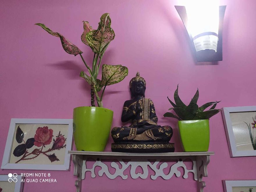 Indoor Plants Which I Used For Minimalist House Decor