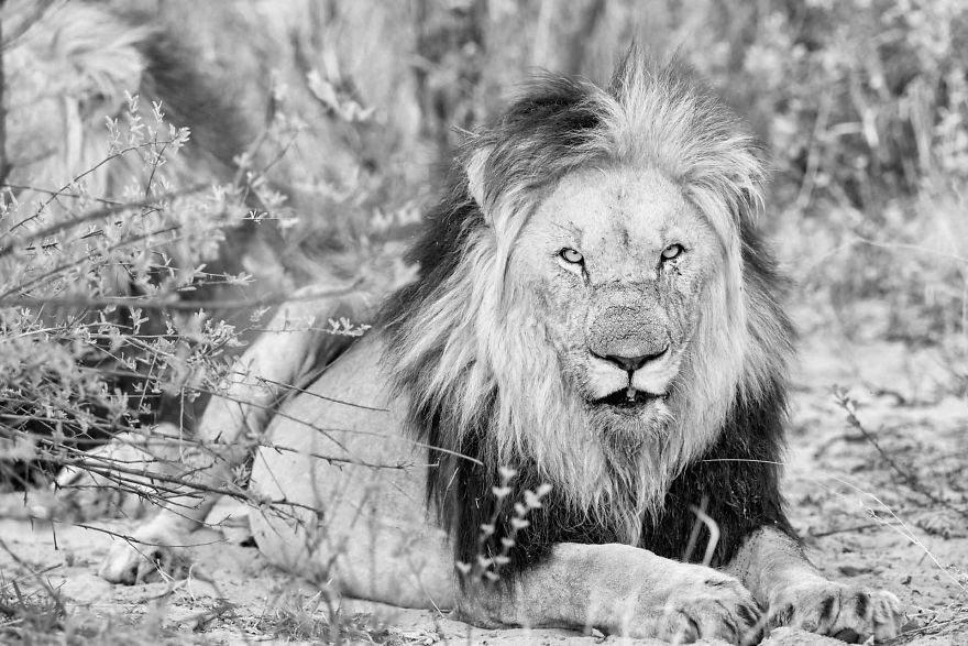 Kalahari Lion Stare