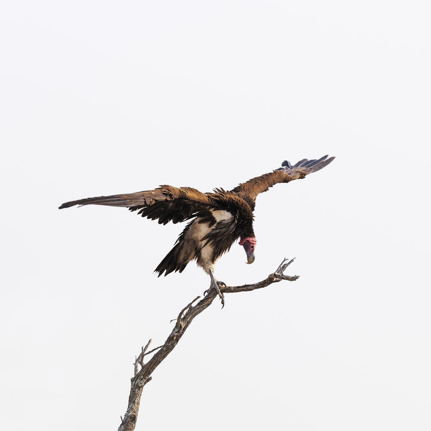 Lappet-Faced Vulture, Botswana