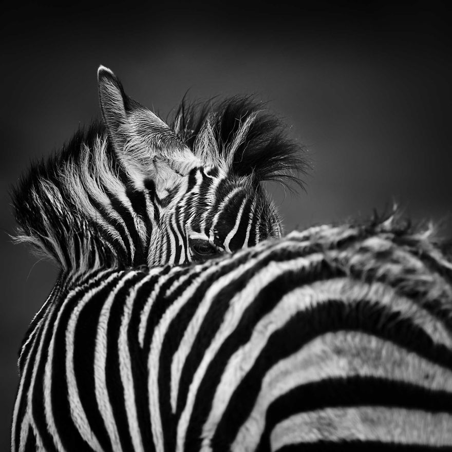 Looking Back, Zebra Foal