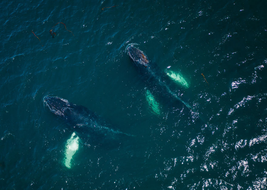 When Dozens Of Whales Arrived In My Town, I Took Out My Drone To Take These 21 Pics