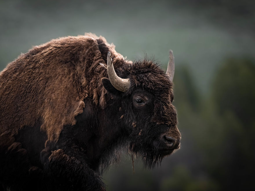 Bull Bison Crests The Top Of A Hill Moments Before Sunrise. Photographed In Montana