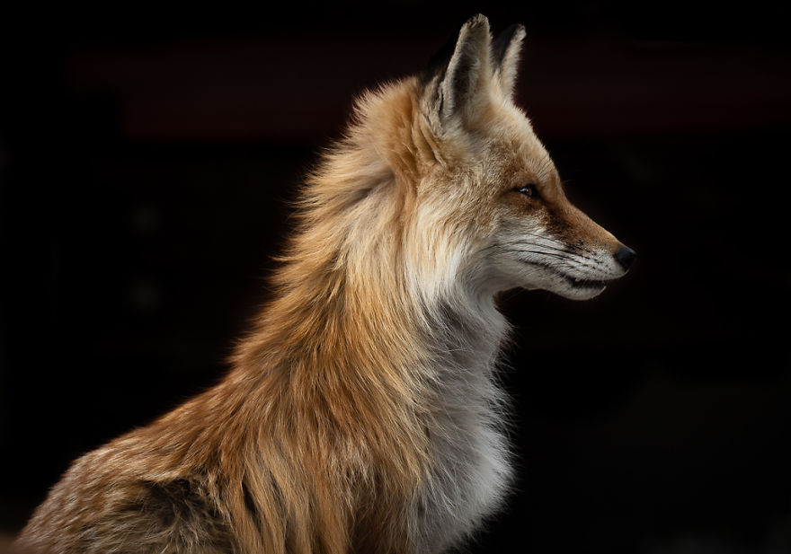 Female Red Fox Poses Against Black Driveway While Looking Into The Rising Sun. Photographed In Colorado