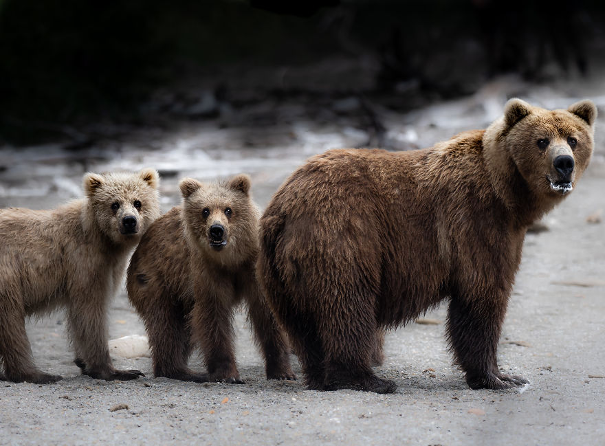 Family Of Coastal Brown Bears Pause And Look Around Before Continuing Down The Beach. Photographed On The Alaska Peninsula