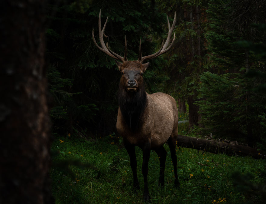 Young Bull Elk Pauses Before Vanishing Into The Dark Woods. Photographed In The Colorado Rocky Mountains