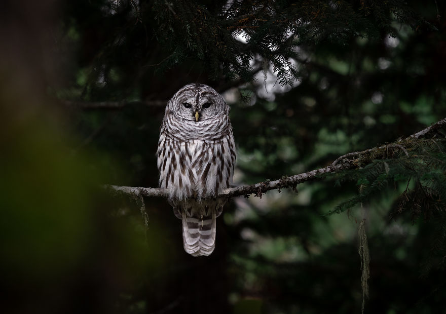 Stoic Barred Owl Looks On From Its Perch As The Evening Fades To Night. Photographed In British Columbia