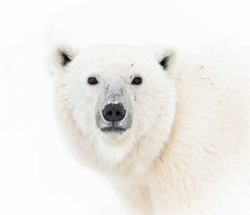 Polar Bear Makes Eye Contact From Across The Road. Photographed On The Shores Of Manitoba’s Hudson Bay