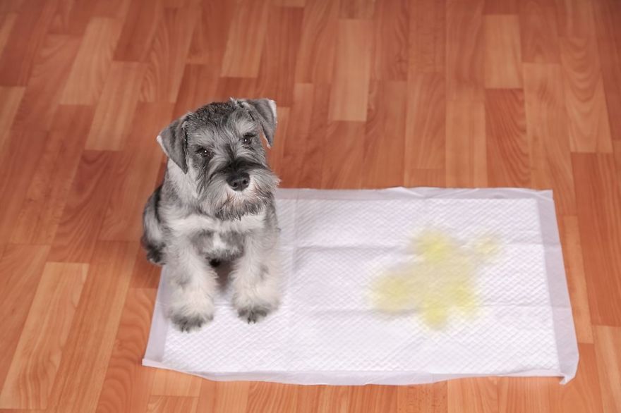 Potty Training Your Puppy Potty Training Your Puppy