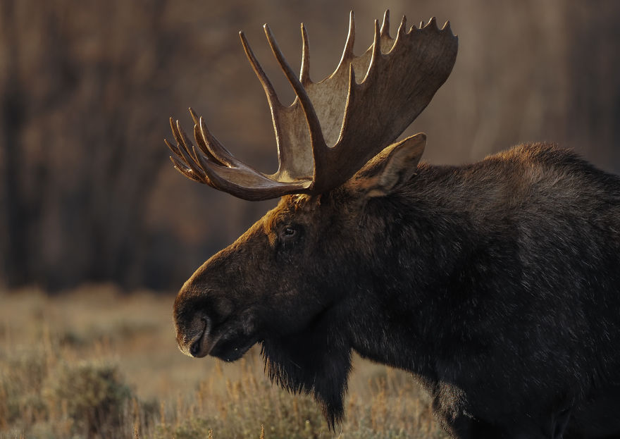 Massive Bull Moose Looks Into The Setting Sun At Golden Hour. Photographed In Wyoming