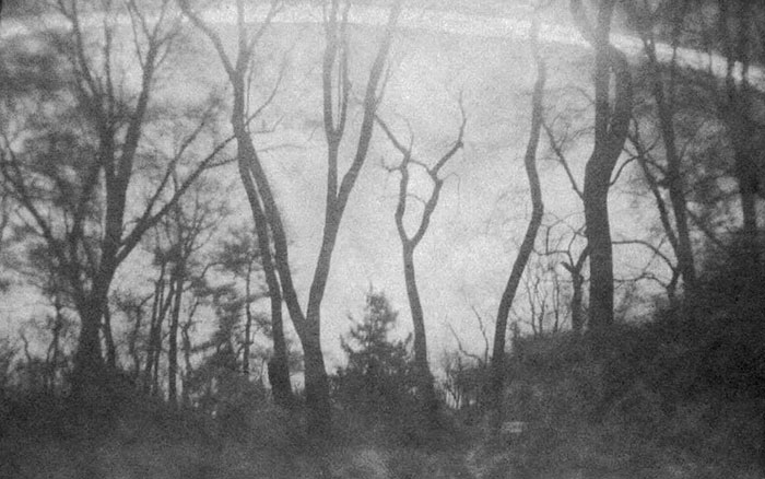 Pandas, What Is Your Favorite Hobby? (Ended)