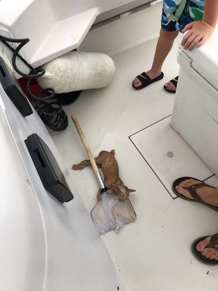 Kitten That Was Struggling To Stay Afloat In The Gulf Of Mexico Gets Spotted By A Fishing Boat That Saves Its Life