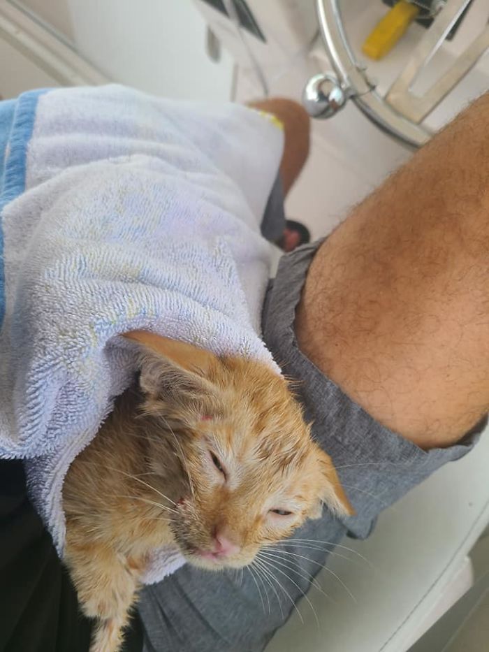 Kitten That Was Struggling To Stay Afloat In The Gulf Of Mexico Gets Spotted By A Fishing Boat That Saves Its Life