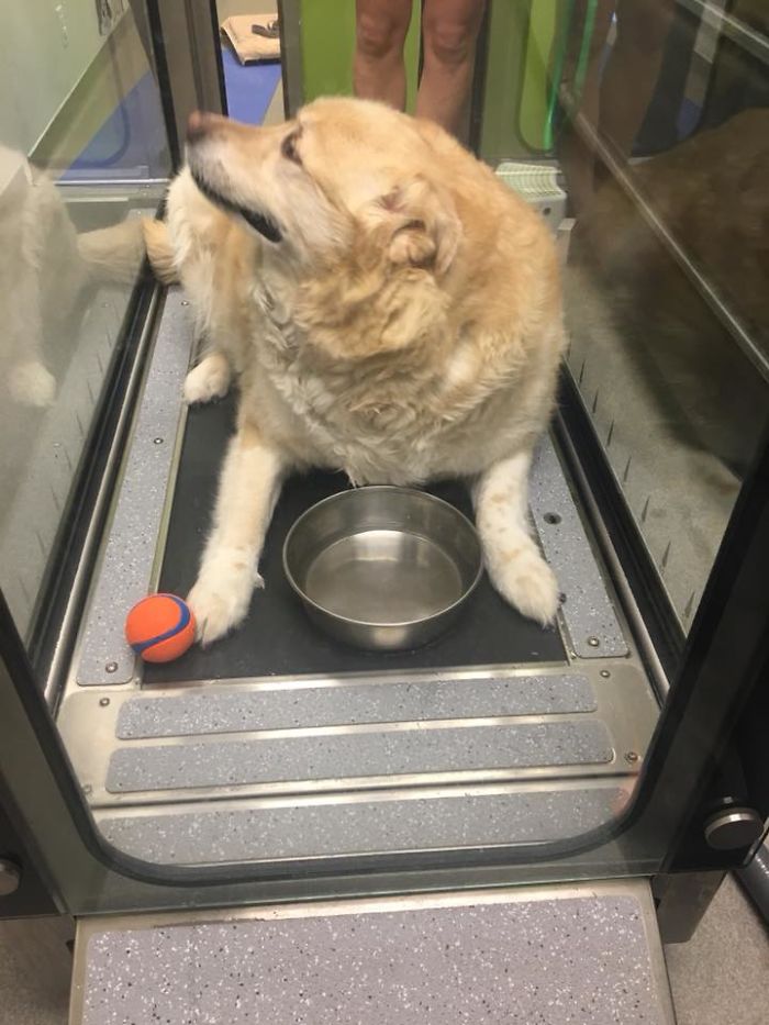 Overweight Golden Retriever’s Owner Demanded Vet Put Him Down, Luckily, He Refused (21 Pics)