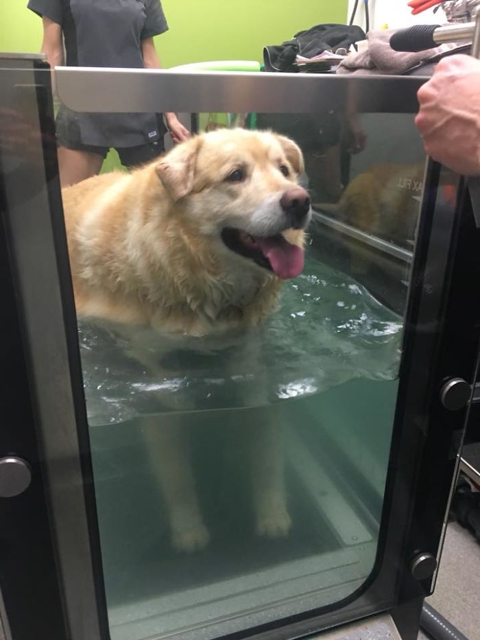 Overweight Golden Retriever’s Owner Demanded Vet Put Him Down, Luckily, He Refused (21 Pics)
