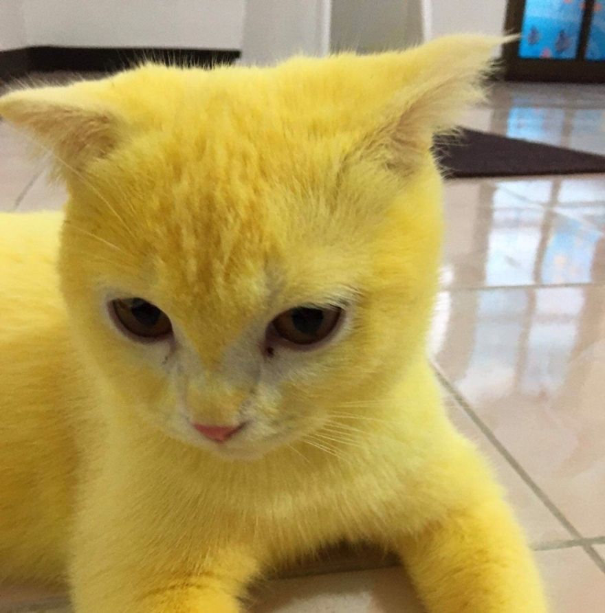 Thai Woman Uses Turmeric For Her Cat's Fungal Infection, And The Cat Accidentally Turns Yellow (12 Pics)