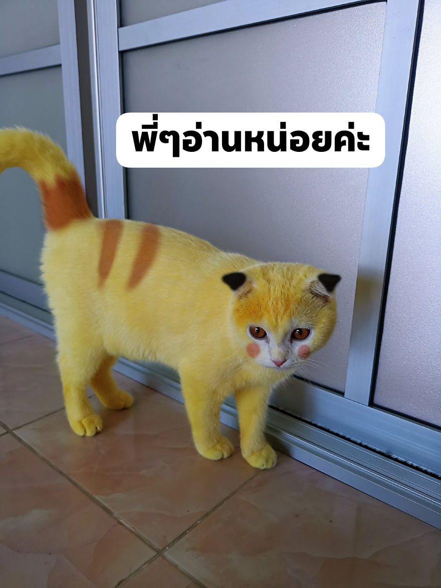 Thai Woman Uses Turmeric For Her Cat's Fungal Infection, And The Cat Accidentally Turns Yellow (12 Pics)