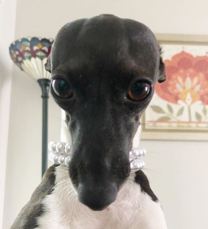 This Dog Is Gaining The Internet Because Of Its Delicious Human Expressions