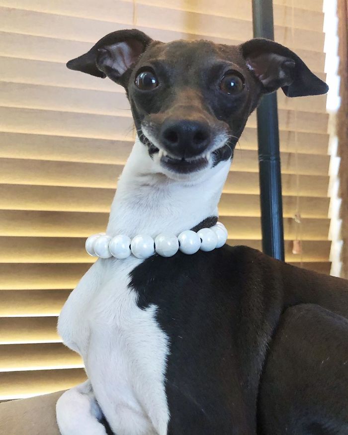 This Dog Is Gaining The Internet Because Of Its Delicious Human Expressions