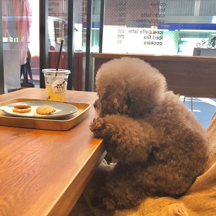 Fluffy Poodle Is Going Viral For Its Human-Like Expressions