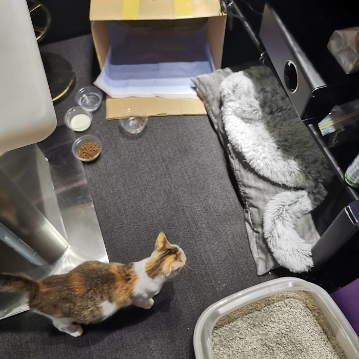 Mi compañera trajo una gata callejera preñada a la oficina, ahora son 9 y tienen su propia sala de juntas