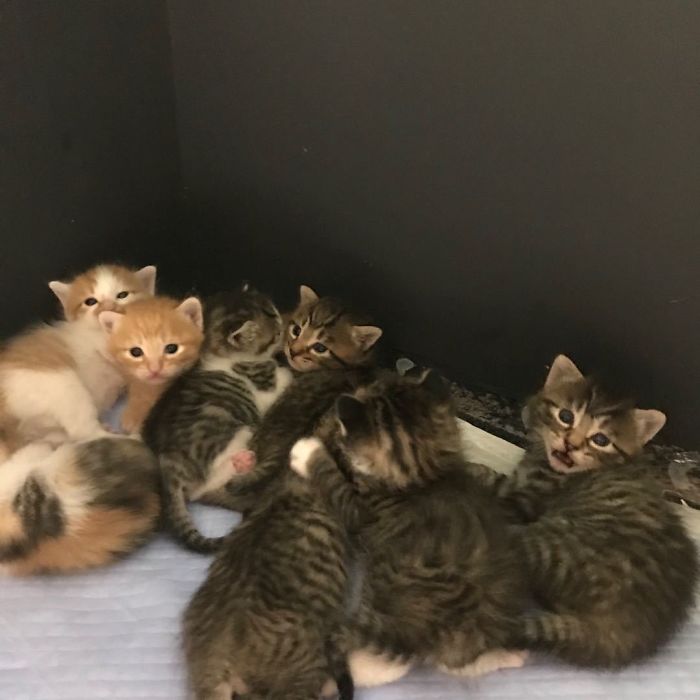 My Colleague Brought A Pregnant Stray Cat Into Our Office, Now The Family Of Nine Has Their Own Meeting Room