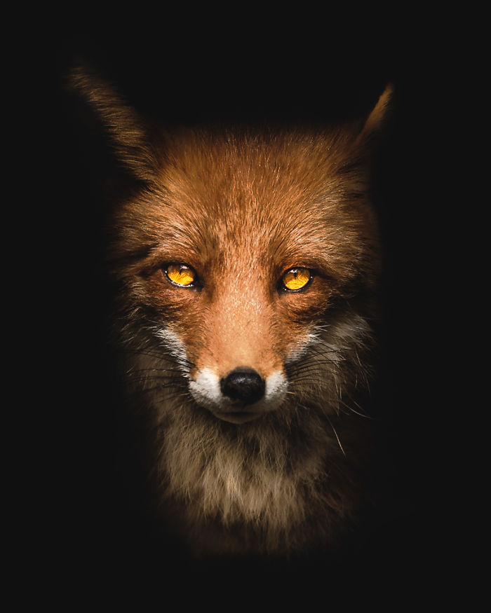 I Tried To Make My Way To Get To Red Foxes And I Finally Earned Their Trust To Photograph Them Up Close (30 Pics)