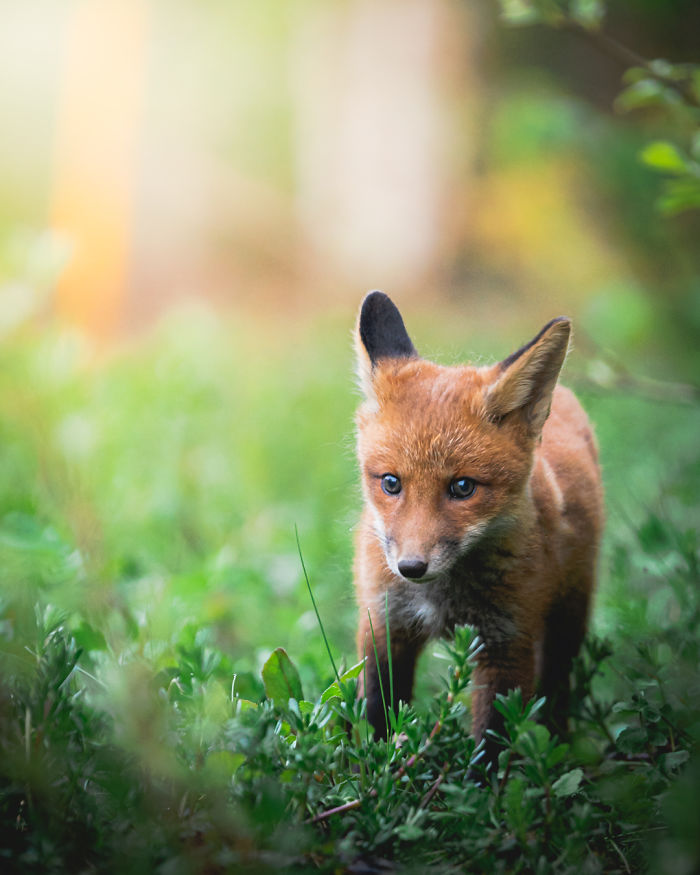 I Tried To Make My Way To Get To Red Foxes And I Finally Earned Their Trust To Photograph Them Up Close (30 Pics)