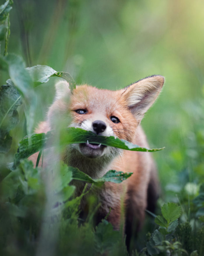 I Tried To Make My Way To Get To Red Foxes And I Finally Earned Their Trust To Photograph Them Up Close (30 Pics)