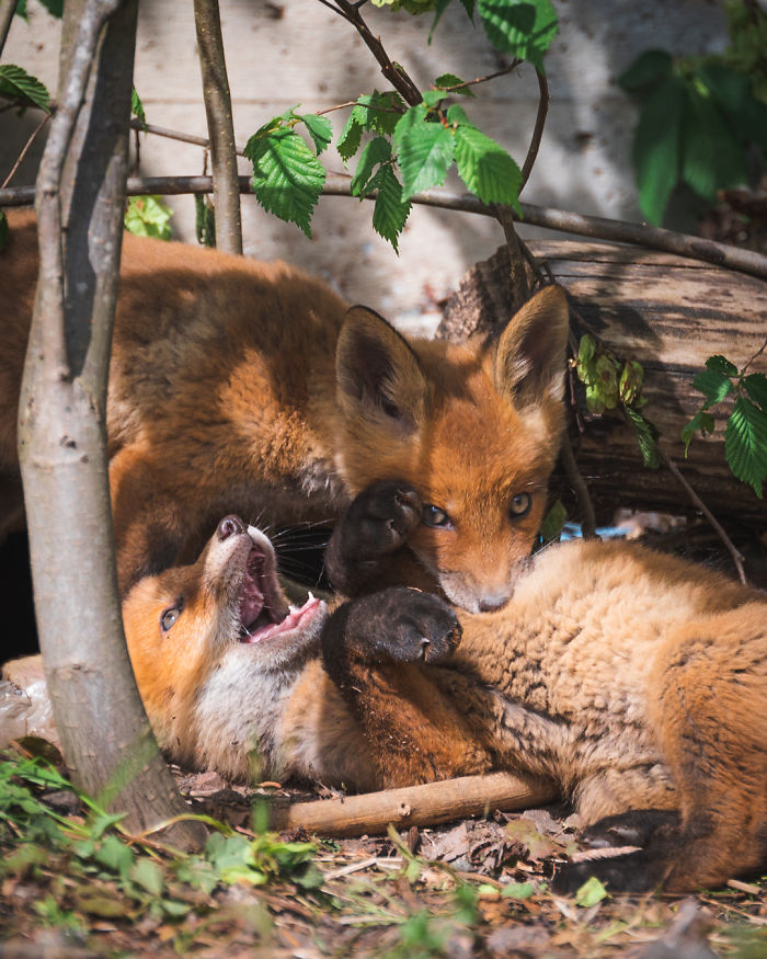 I Tried To Make My Way To Get To Red Foxes And I Finally Earned Their Trust To Photograph Them Up Close (30 Pics)