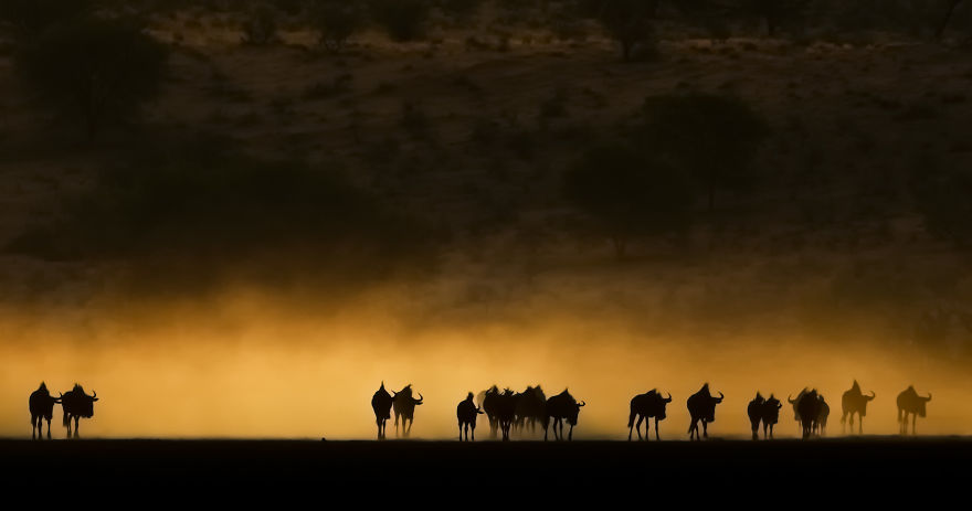 Wildebees Trek, Kalahari