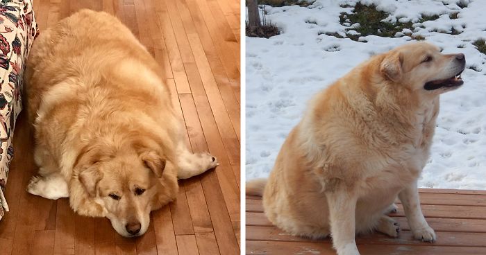 El dueño de este Golden Retriever obeso exigió al veterinario que lo sacrificara, pero por suerte se negó (21 fotos)