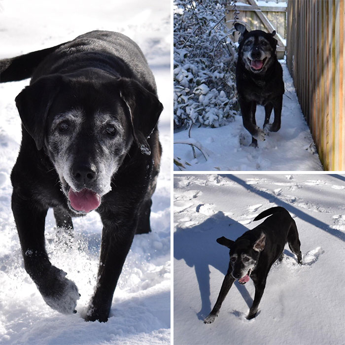 Old Man Aegir Turns 15 Next Month. He Converted Back To Puppy Mode In This Mornings Snow