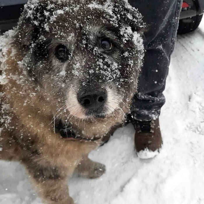 This Seal Dog's Name Is Murphy. She Is 16 Years Old But Still Loves Snowy Walks