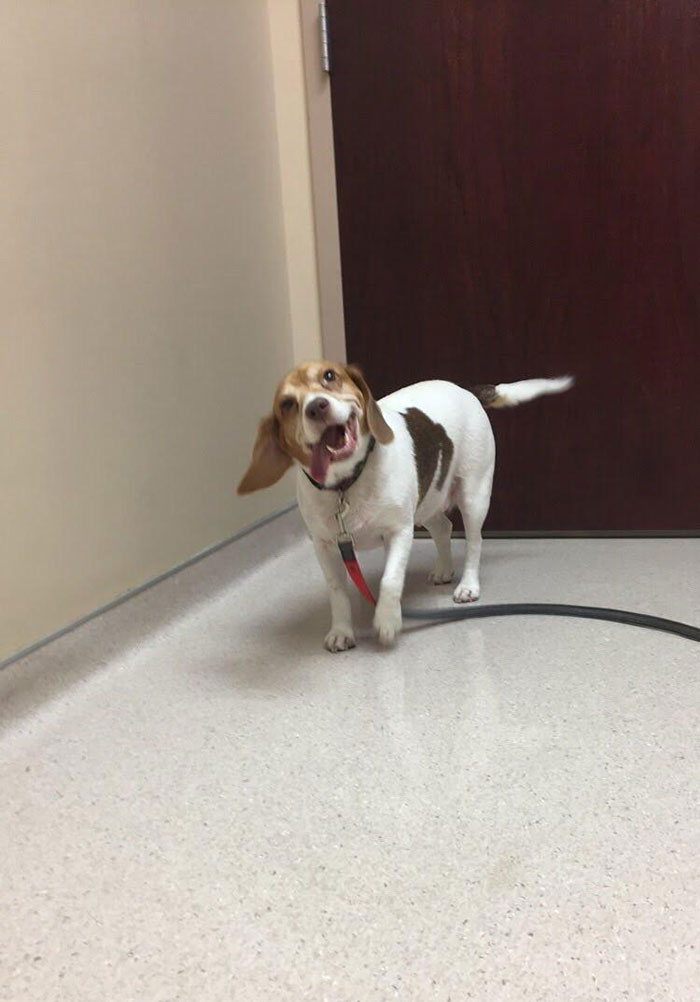 Everyone Say Hi To Lilly, My 8-Year-Old Beagle, Who Is Always Being A Derp