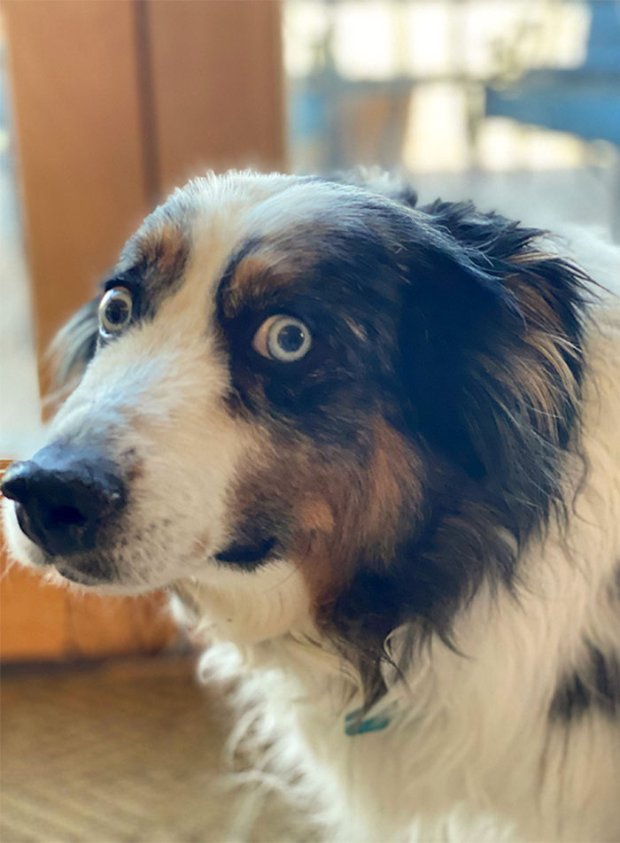 We Adopted A New Puppy Today. Our 13-Year-Old Aussie Has Feelings About It