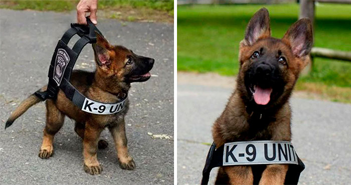 30 Times Police Puppies Tried To Act Tough But They Just Looked Adorable Instead