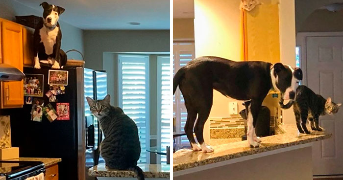 This Shelter Pit Bull Thinks He’s A Cat, And His New Family Keeps Posting Photos That Prove It