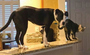 This Shelter Pit Bull Thinks He's A Cat, And His New Family Keeps Posting Photos That Prove It